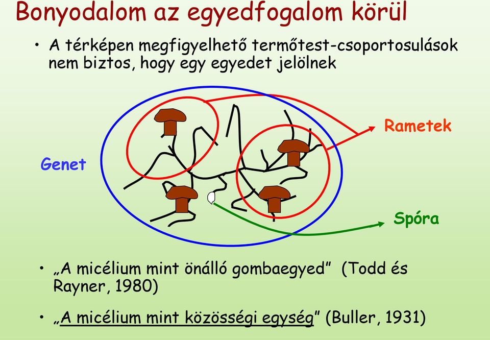 jelölnek Genet Rametek Spóra A micélium mint önálló