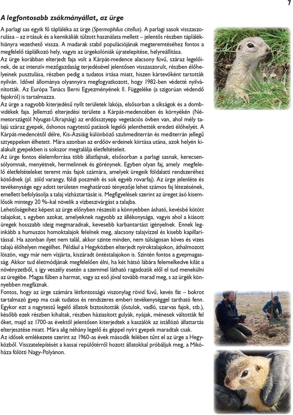 A madarak stabil populációjának megteremtéséhez fontos a megfelelő táplálkozó hely, vagyis az ürgekolóniák újratelepítése, helyreállítása.