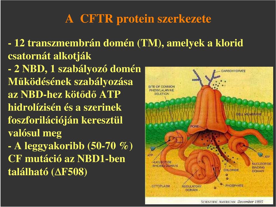 NBD-hez kötıdı ATP hidrolízisén és a szerinek foszforilációján keresztül