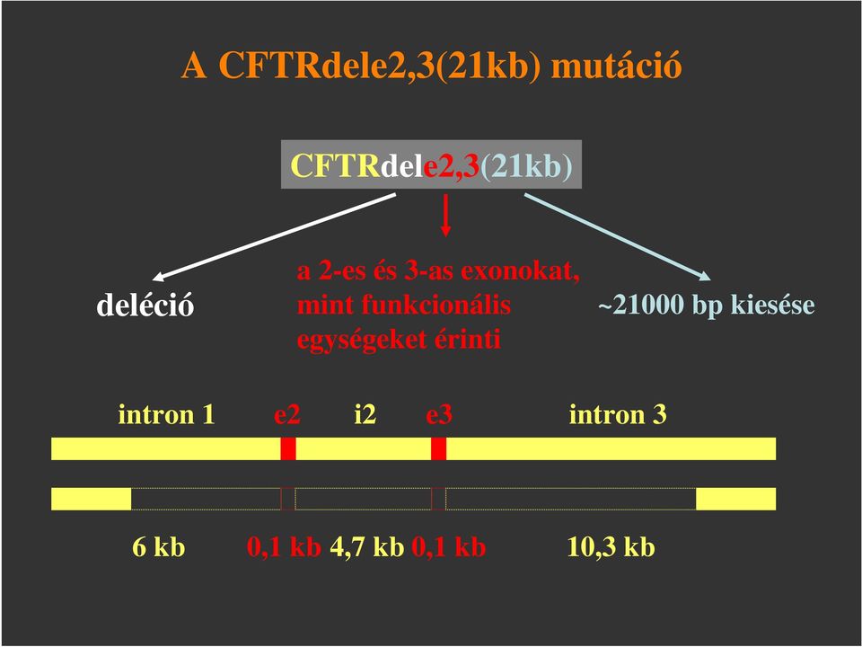 funkcionális egységeket érinti ~21000 bp kiesése