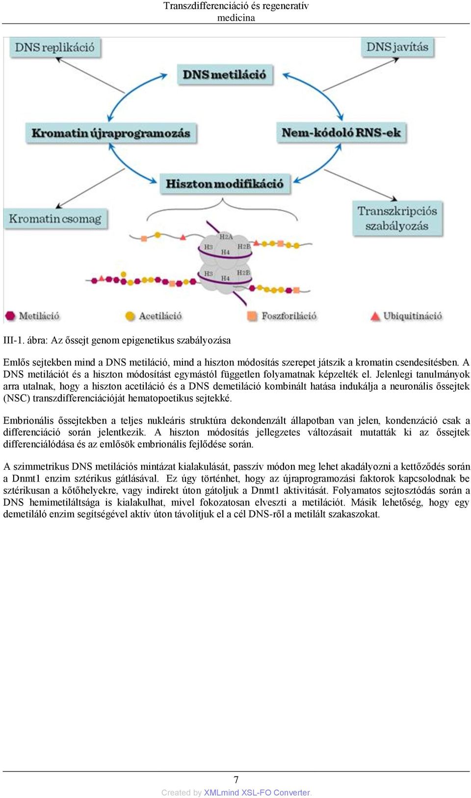 Jelenlegi tanulmányok arra utalnak, hogy a hiszton acetiláció és a DNS demetiláció kombinált hatása indukálja a neuronális őssejtek (NSC) transzdifferenciációját hematopoetikus sejtekké.