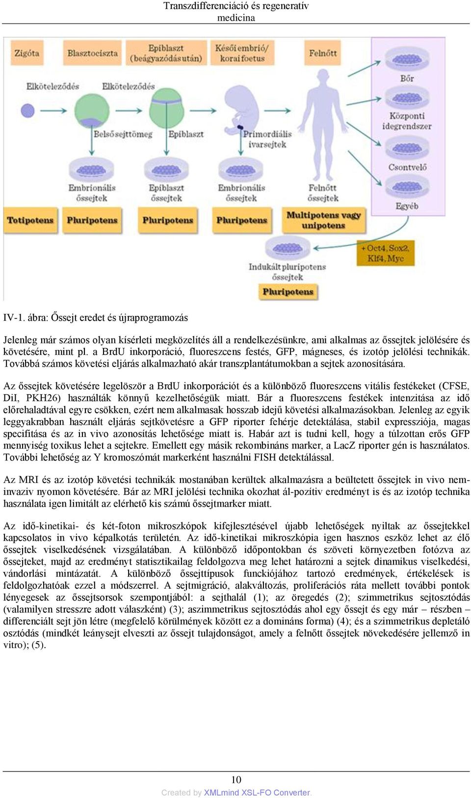 Az őssejtek követésére legelöször a BrdU inkorporációt és a különböző fluoreszcens vitális festékeket (CFSE, DiI, PKH26) használták könnyű kezelhetőségük miatt.