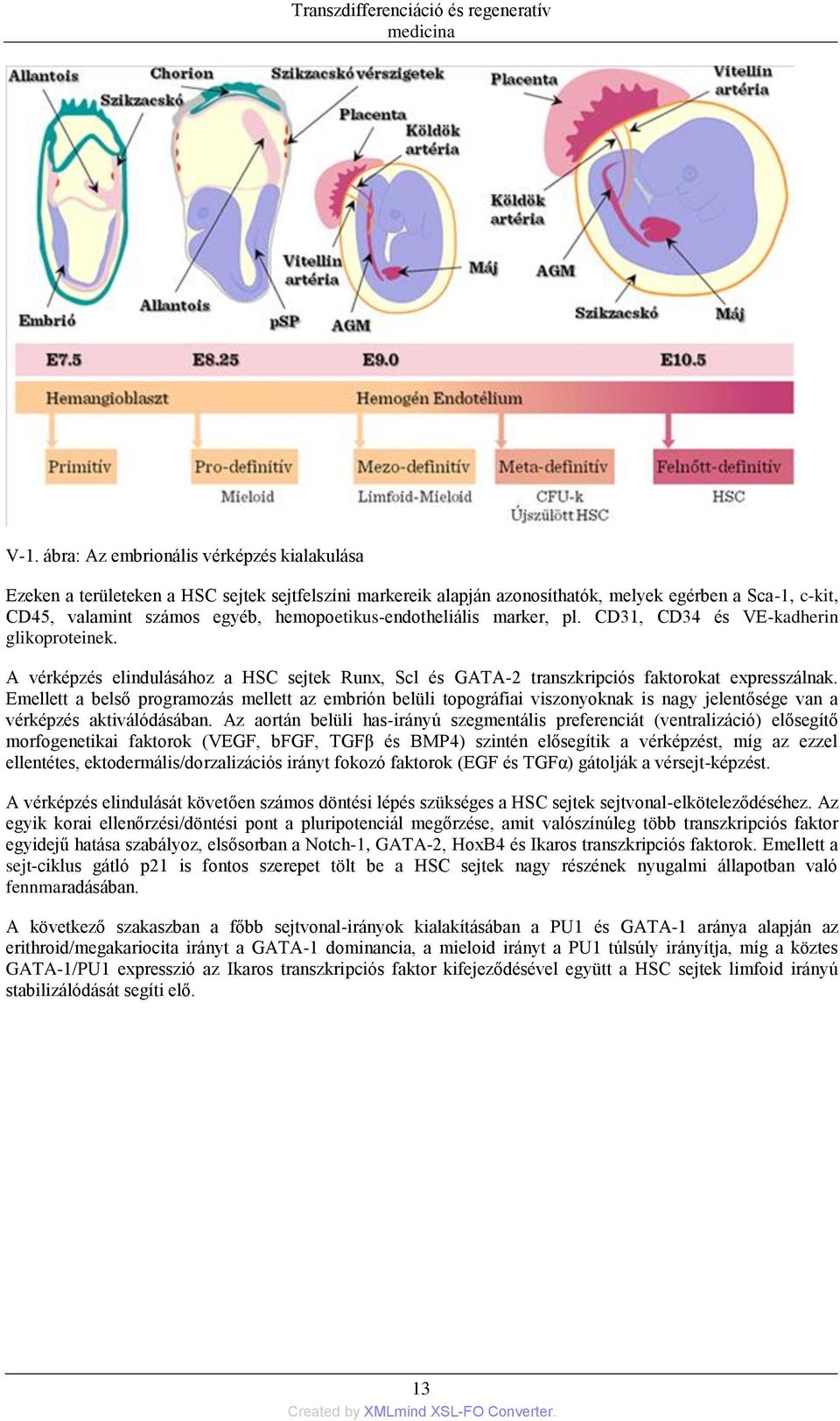 Emellett a belső programozás mellett az embrión belüli topográfiai viszonyoknak is nagy jelentősége van a vérképzés aktiválódásában.