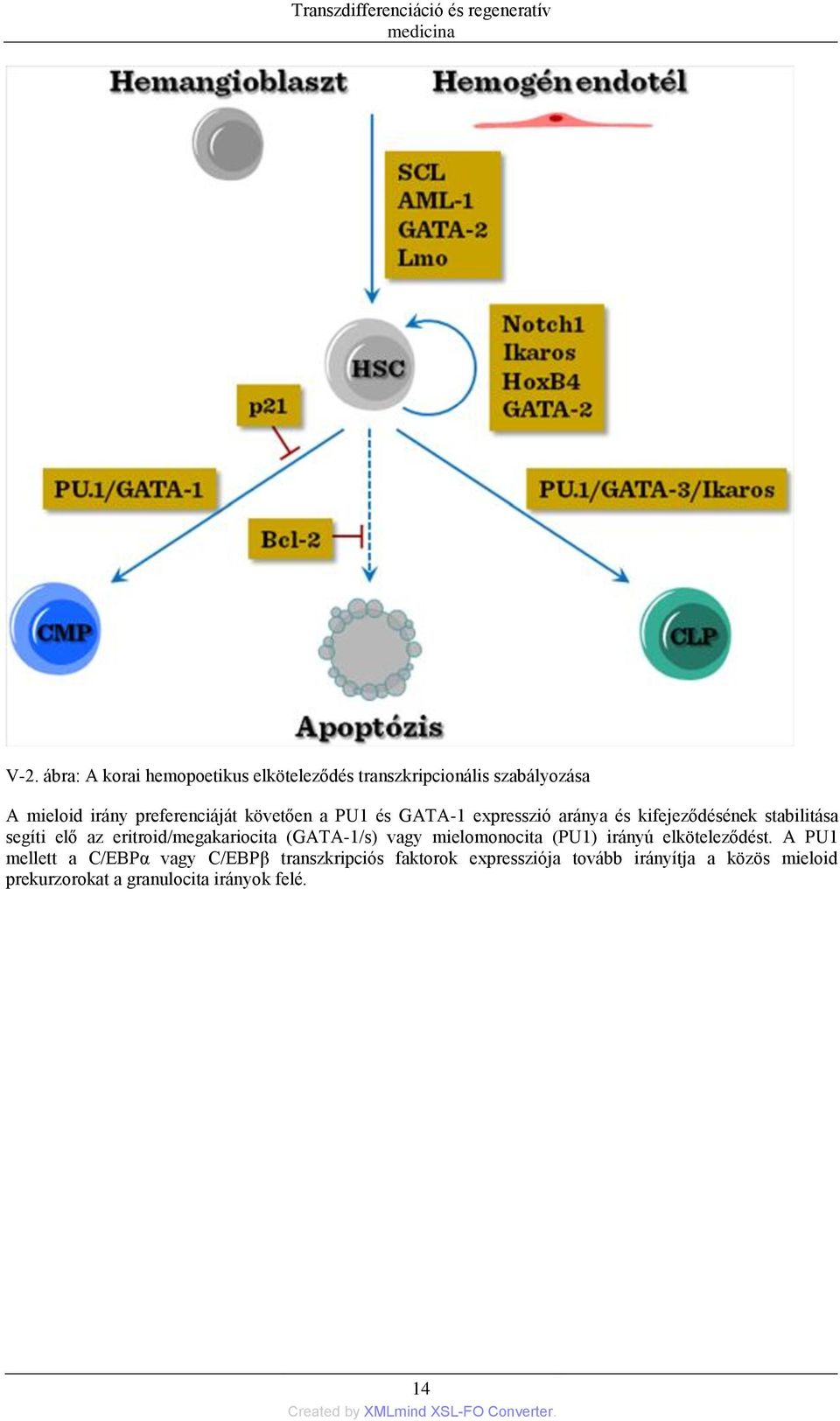 eritroid/megakariocita (GATA-1/s) vagy mielomonocita (PU1) irányú elköteleződést.