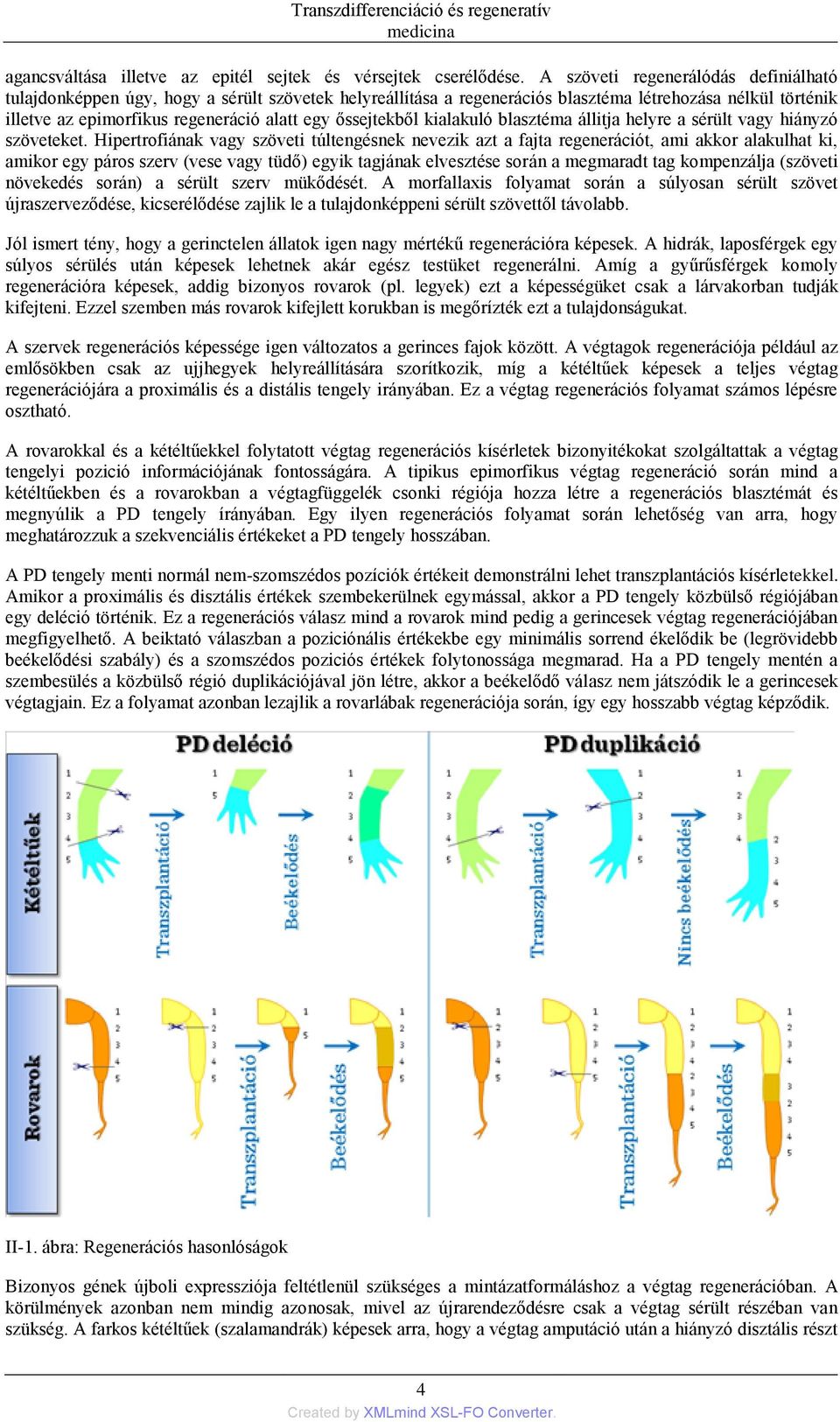 őssejtekből kialakuló blasztéma állitja helyre a sérült vagy hiányzó szöveteket.