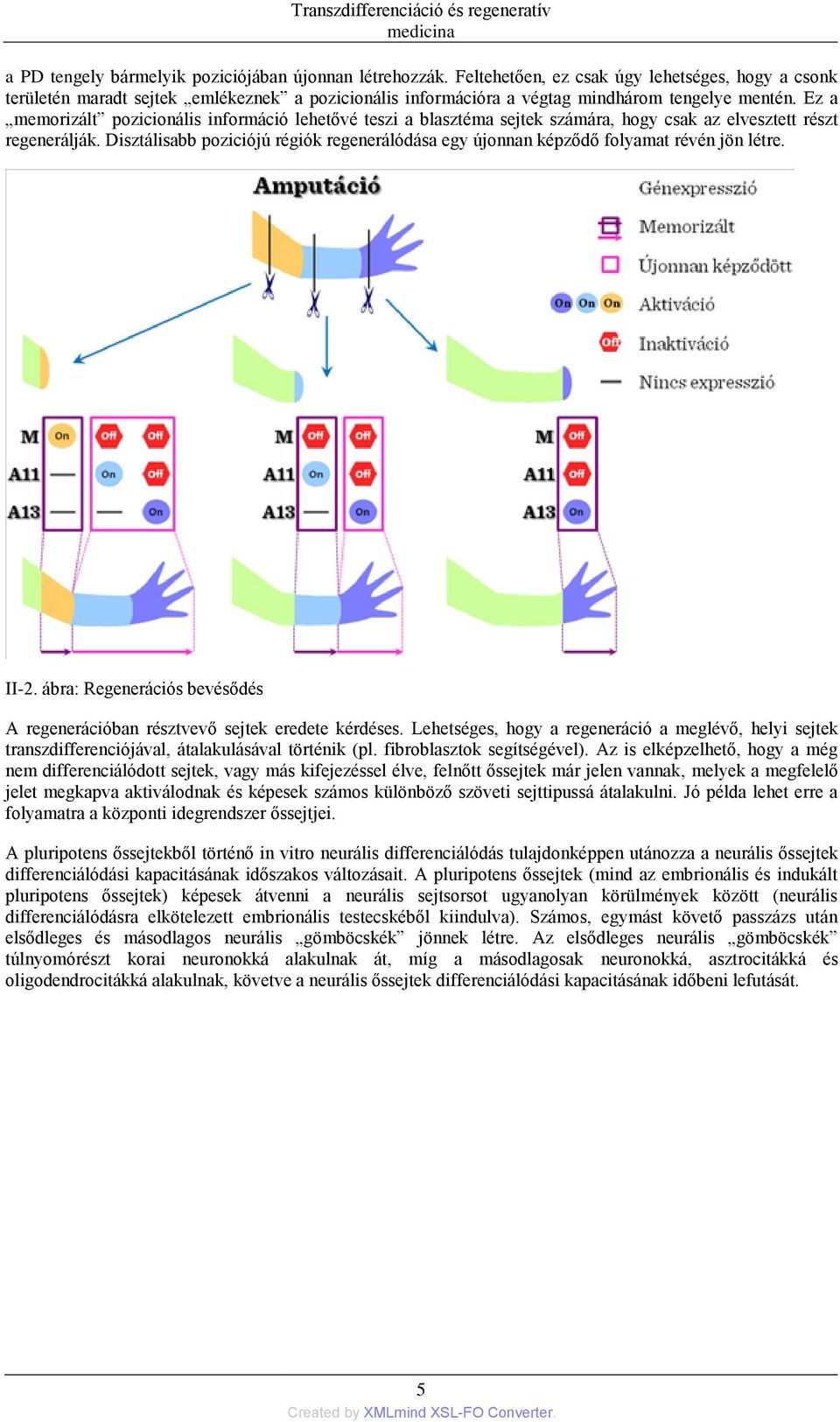 Ez a memorizált pozicionális információ lehetővé teszi a blasztéma sejtek számára, hogy csak az elvesztett részt regenerálják.