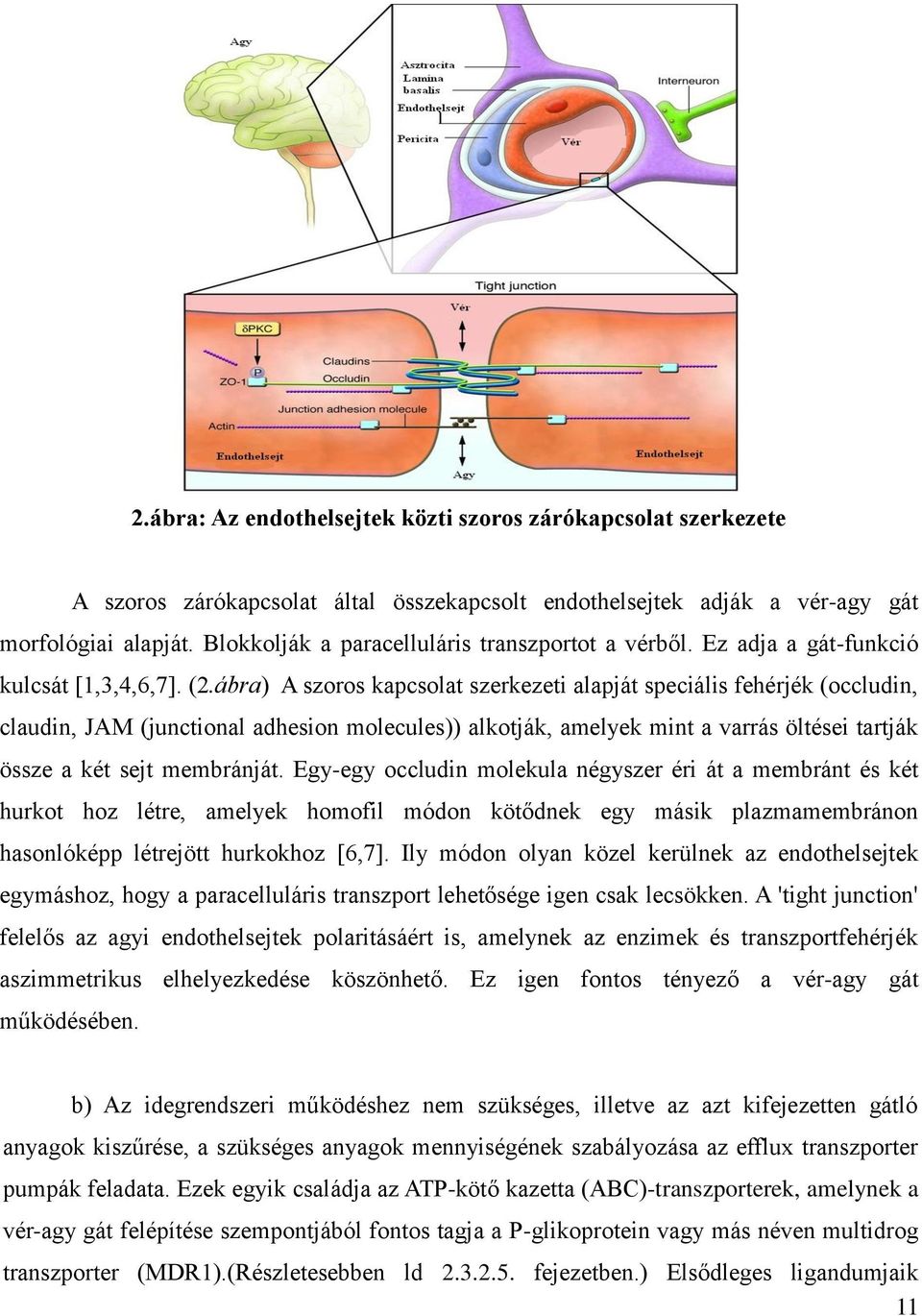ábra) A szoros kapcsolat szerkezeti alapját speciális fehérjék (occludin, claudin, JAM (junctional adhesion molecules)) alkotják, amelyek mint a varrás öltései tartják össze a két sejt membránját.