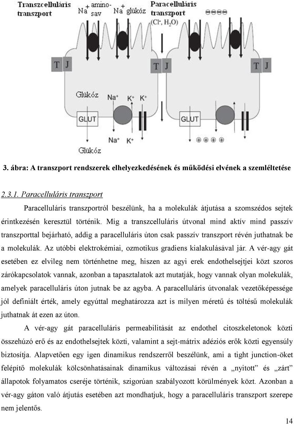 Míg a transzcelluláris útvonal mind aktív mind passzív transzporttal bejárható, addig a paracelluláris úton csak passzív transzport révén juthatnak be a molekulák.
