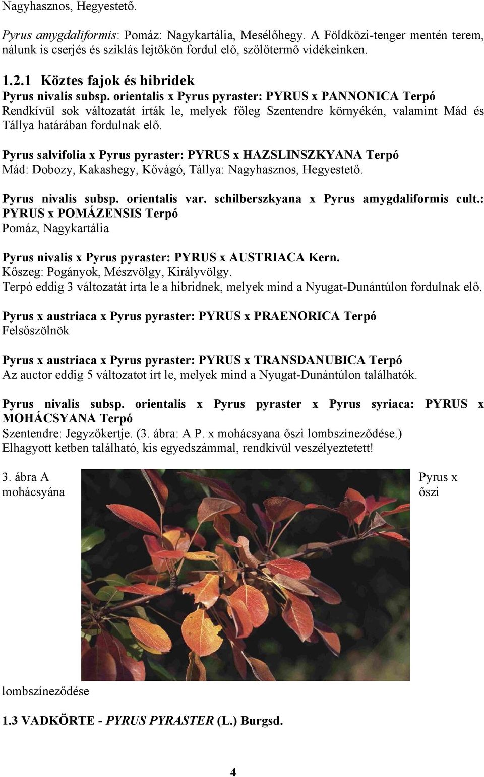 orientalis x Pyrus pyraster: PYRUS x PANNONICA Terpó Rendkívül sok változatát írták le, melyek főleg Szentendre környékén, valamint Mád és Tállya határában fordulnak elő.