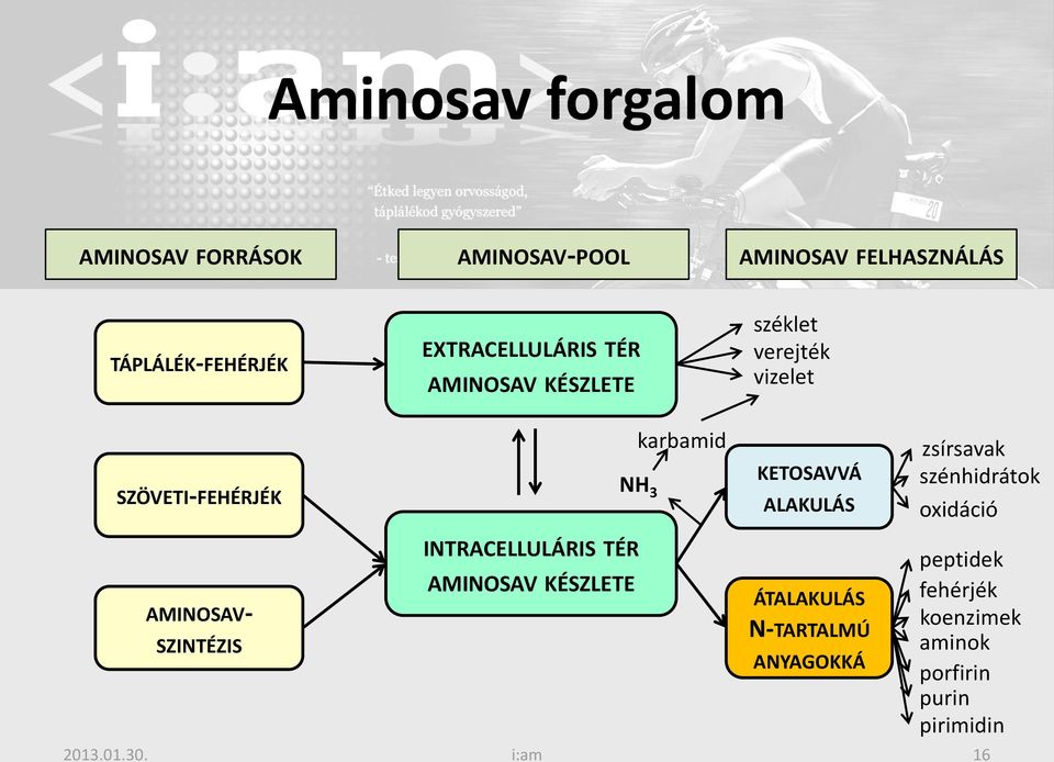 INTRACELLULÁRIS TÉR AMINOSAV KÉSZLETE karbamid KETOSAVVÁ ALAKULÁS ÁTALAKULÁS N-TARTALMÚ ANYAGOKKÁ