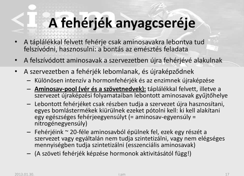 szervezet újraképzési folyamataiban lebontott aminosavak gyűjtőhelye Lebontott fehérjéket csak részben tudja a szervezet újra hasznosítani, egyes bomlástermékek kiürülnek ezeket pótolni kell: ki kell