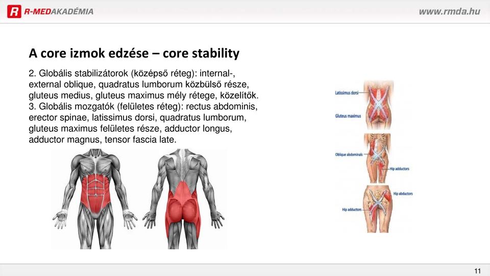 része, gluteus medius, gluteus maximus mély rétege, közelítők. 3.