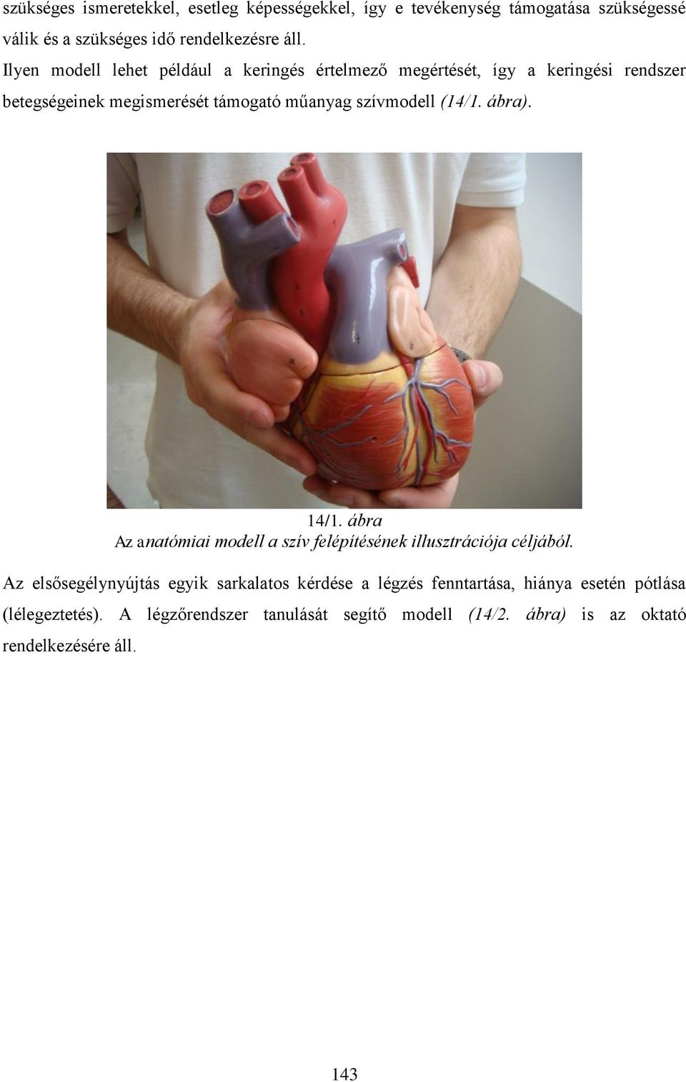 (14/1. ábra). 14/1. ábra Az anatómiai modell a szív felépítésének illusztrációja céljából.