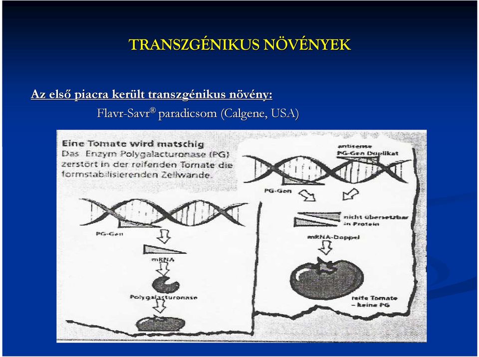 transzgénikus nikus növény: n