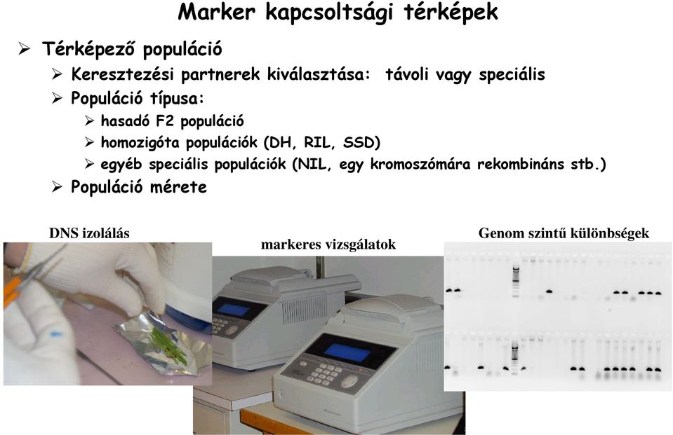 speciális populációk (NIL, egy kromoszómára rekombináns stb.