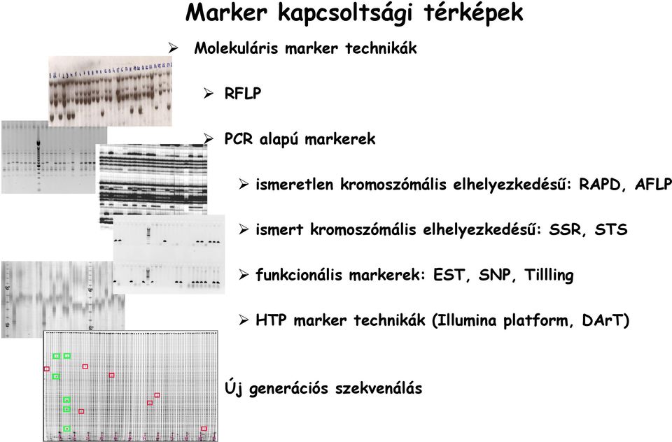 kromoszómális elhelyezkedésű: SSR, STS funkcionális markerek: EST, SNP,