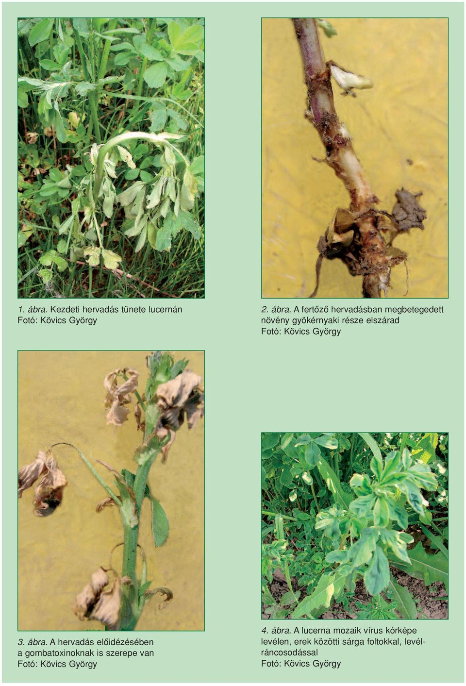 A fertôzô hervadásban megbetegedett növény gyökérnyaki része elszárad Fotó: Kövics György 3.
