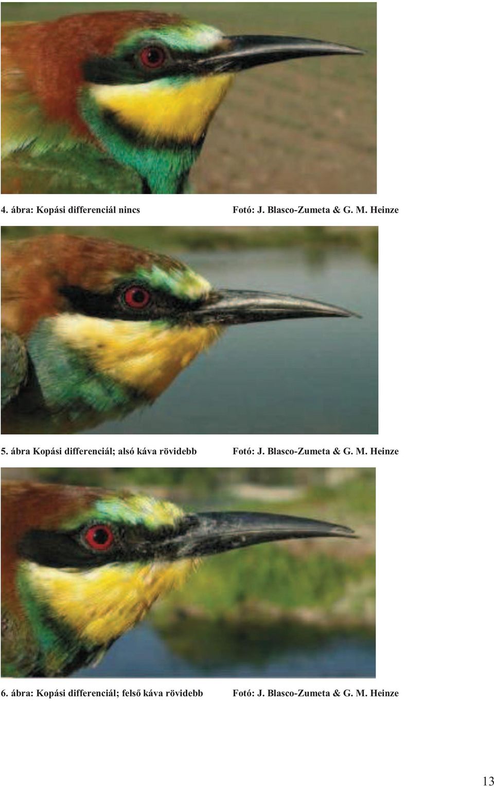 ábra Kopási differenciál; alsó káva rövidebb Fotó: J.