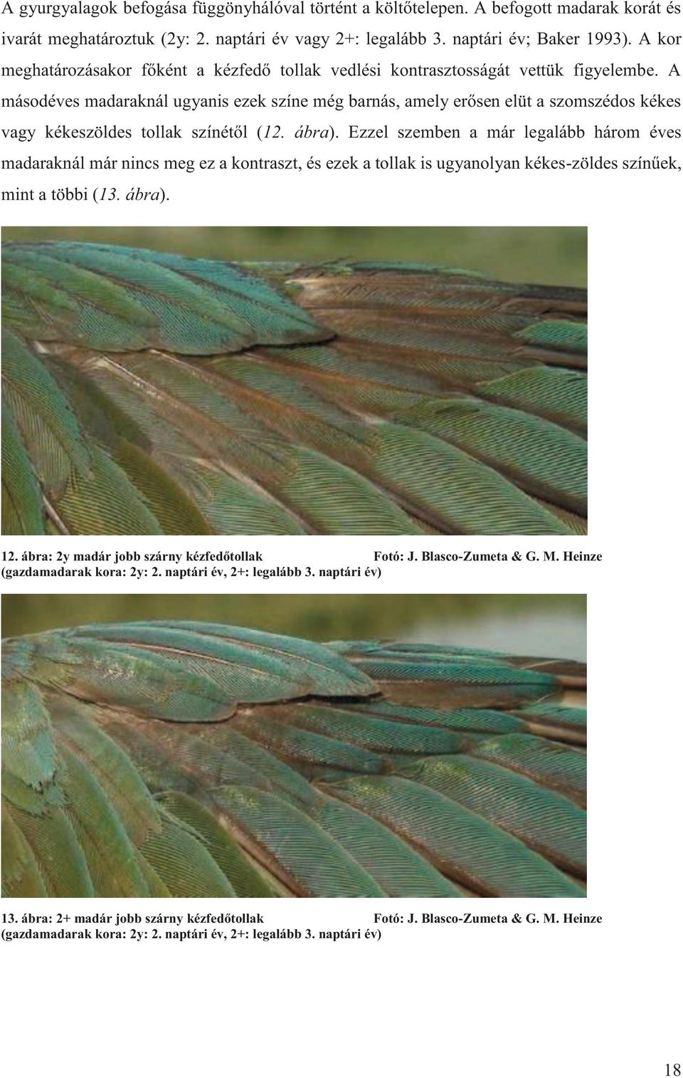 A másodéves madaraknál ugyanis ezek színe még barnás, amely erősen elüt a szomszédos kékes vagy kékeszöldes tollak színétől (12. ábra).