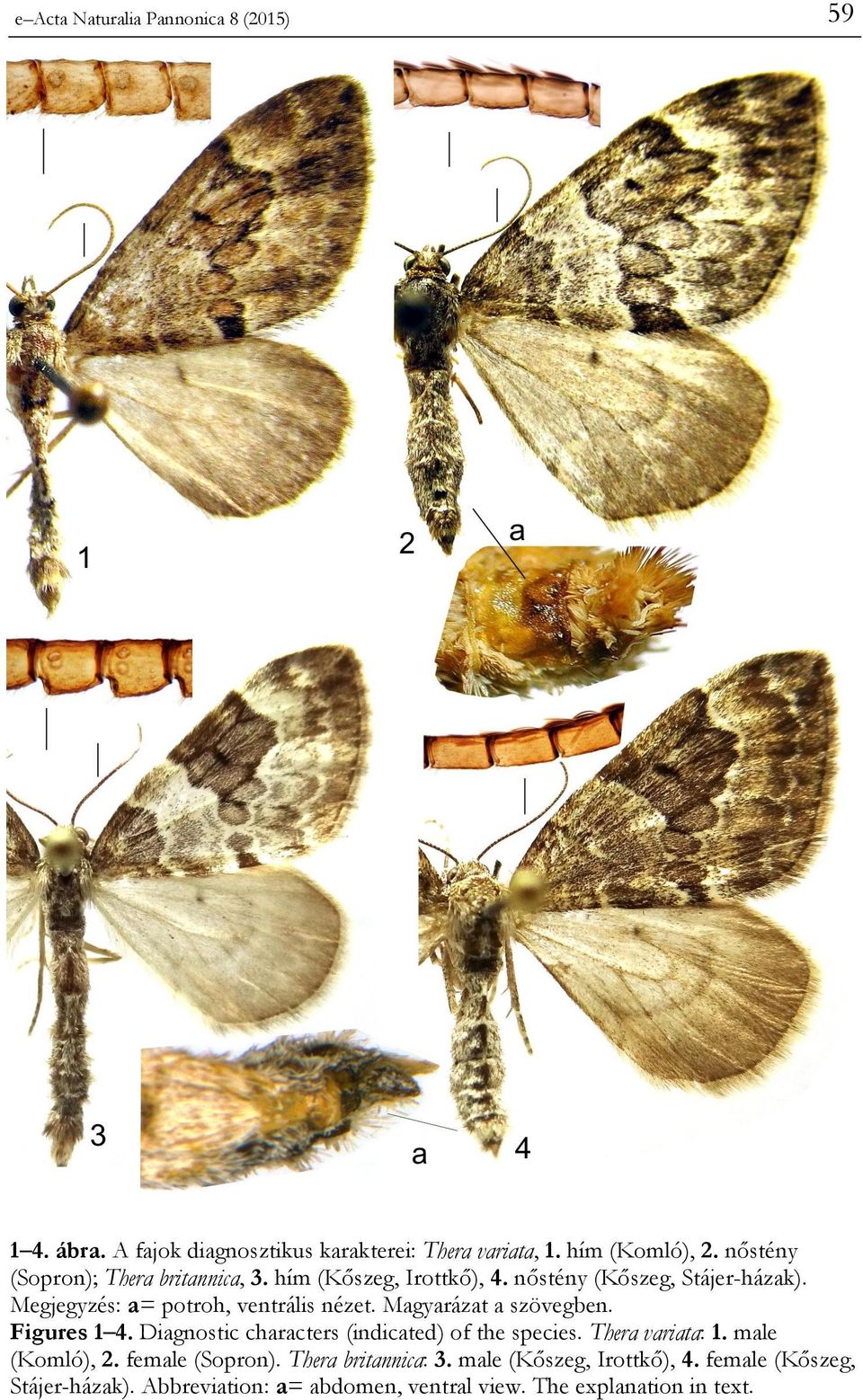Megjegyzés: a= potroh, ventrális nézet. Magyarázat a szövegben. Figures 1 4. Diagnostic characters (indicated) of the species.