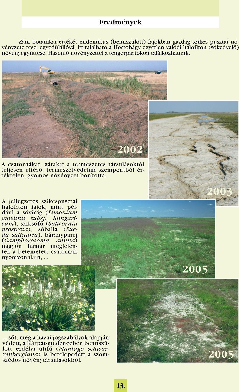 A jellegzetes szikespusztai halofiton fajok, mint például a sóvirág (Limonium gmelinii subsp.