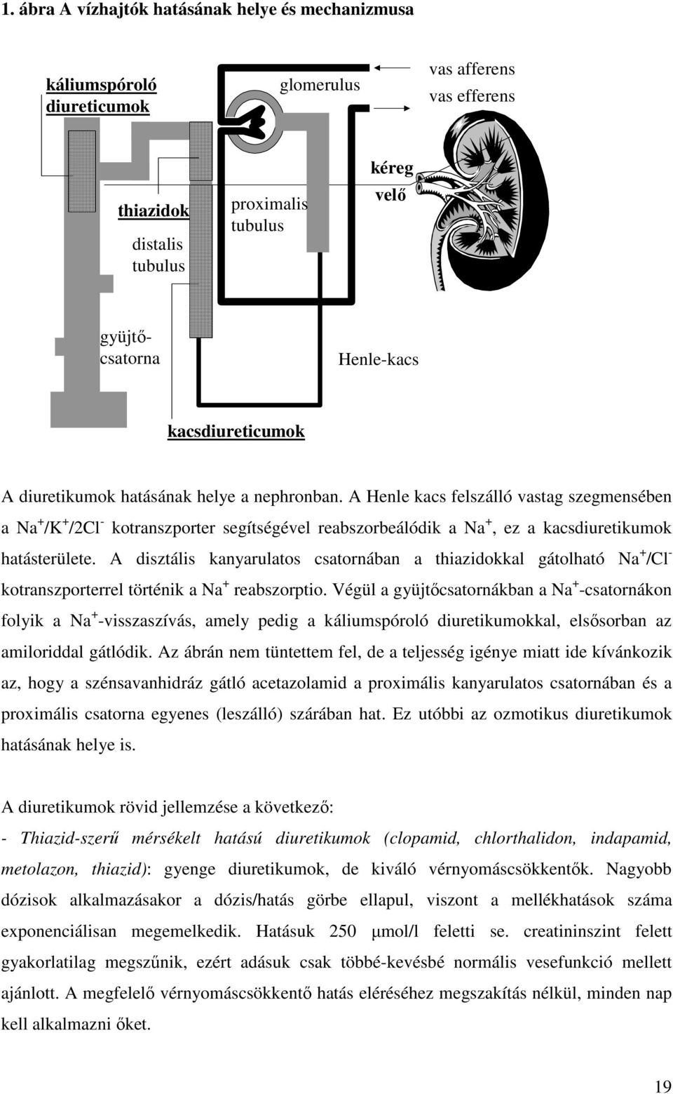 A Henle kacs felszálló vastag szegmensében a Na + /K + /2Cl - kotranszporter segítségével reabszorbeálódik a Na +, ez a kacsdiuretikumok hatásterülete.
