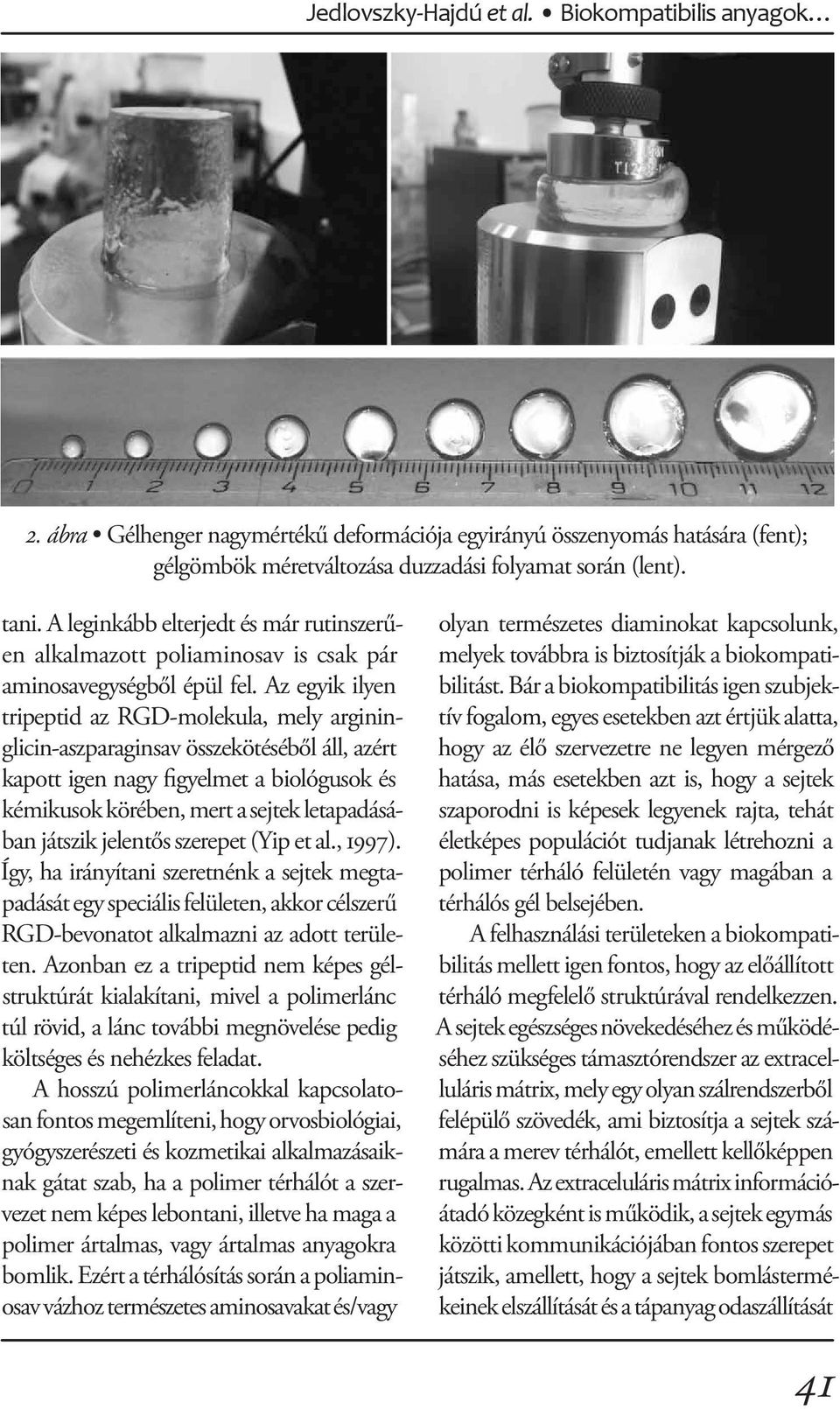 Az egyik ilyen tripeptid az RGD-molekula, mely argininglicin-aszparaginsav összekötéséből áll, azért kapott igen nagy figyelmet a biológusok és kémikusok körében, mert a sejtek letapadásában játszik