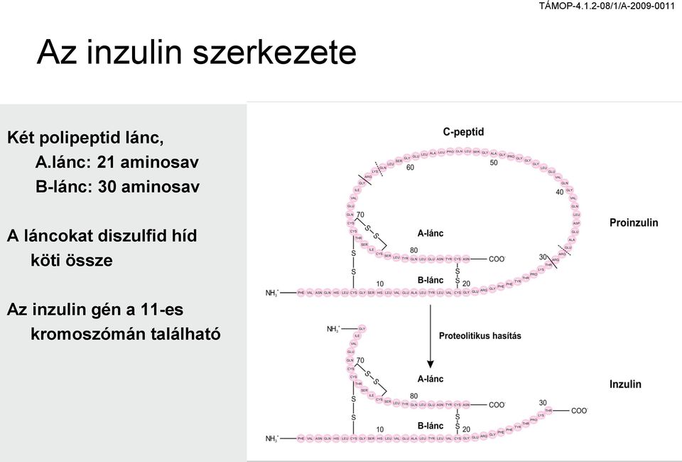 lánc: 21 aminosav B-lánc: 30 aminosav A