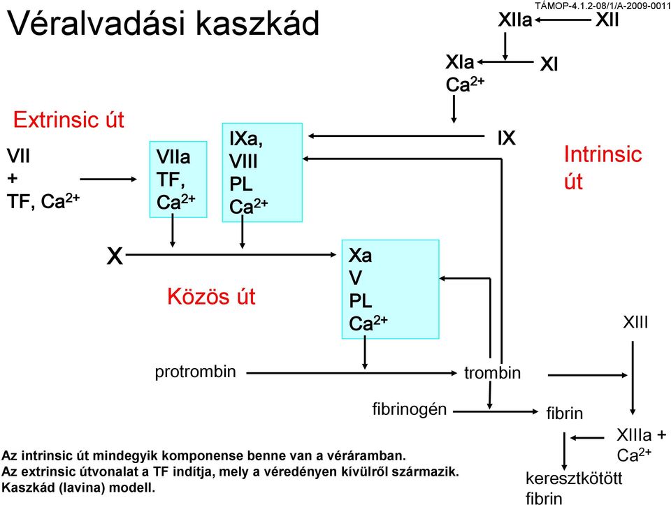 2-08/1/A-2009-0011 XI XII Intrinsic út X Közös út Xa V PL Ca 2+ XIII protrombin trombin fibrinogén Az