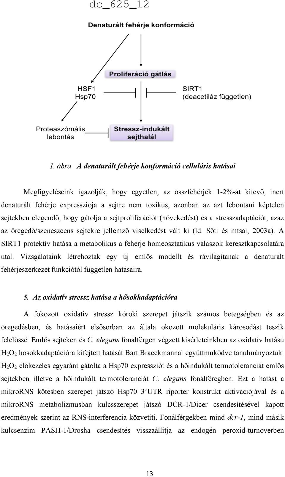 Sőti és mtsai, 2003a). A SIRT1 protektív hatása a metabolikus a fehérje homeosztatikus válaszok keresztkapcsolatára utal.