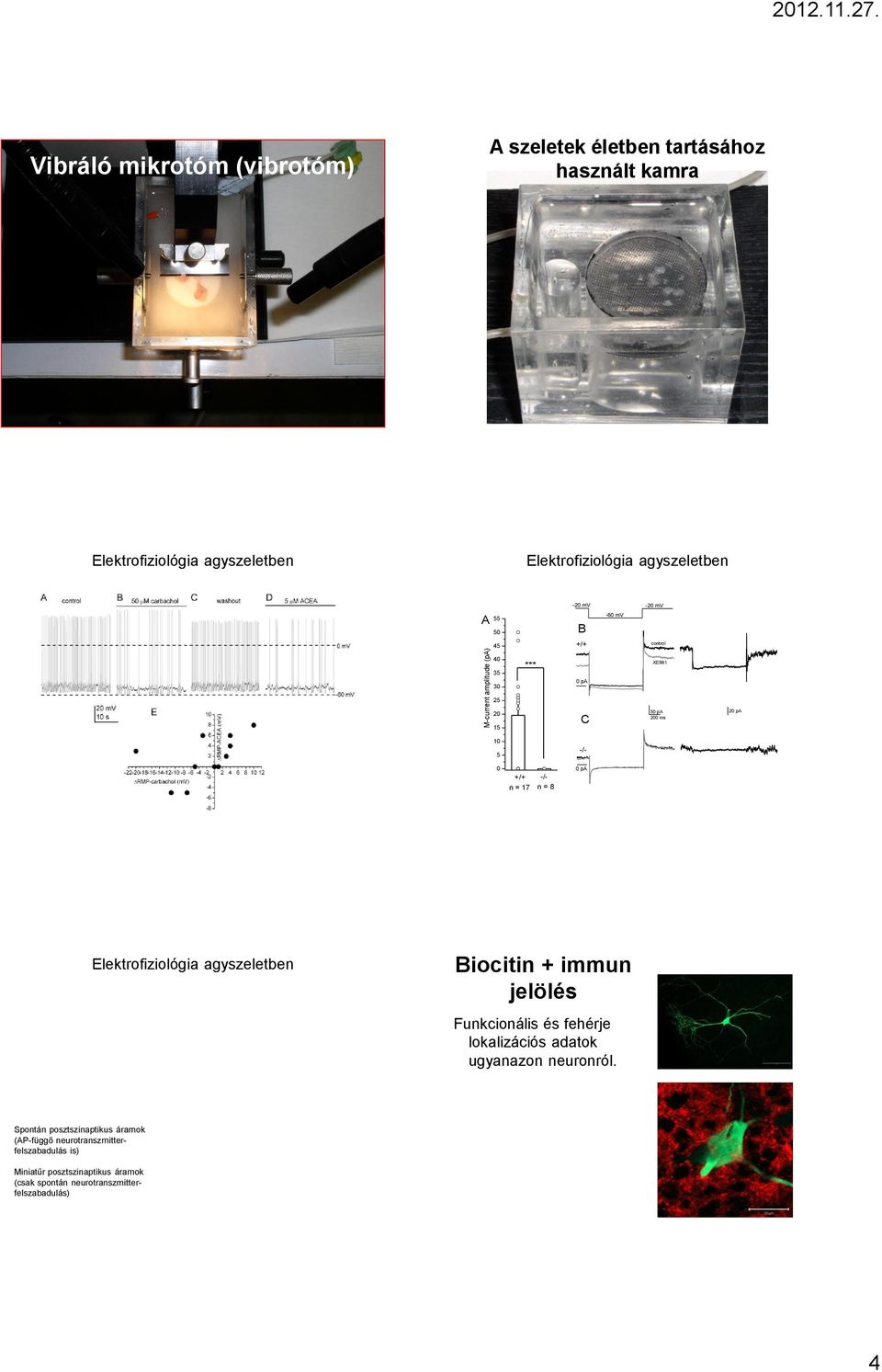 35 *** XE991 30 0 pa 25 20 15 C 50 pa 200 ms 20 pa 10 5 -/- 0 +/+ n = 17 -/- n = 8 0 pa Biocitin + immun jelölés