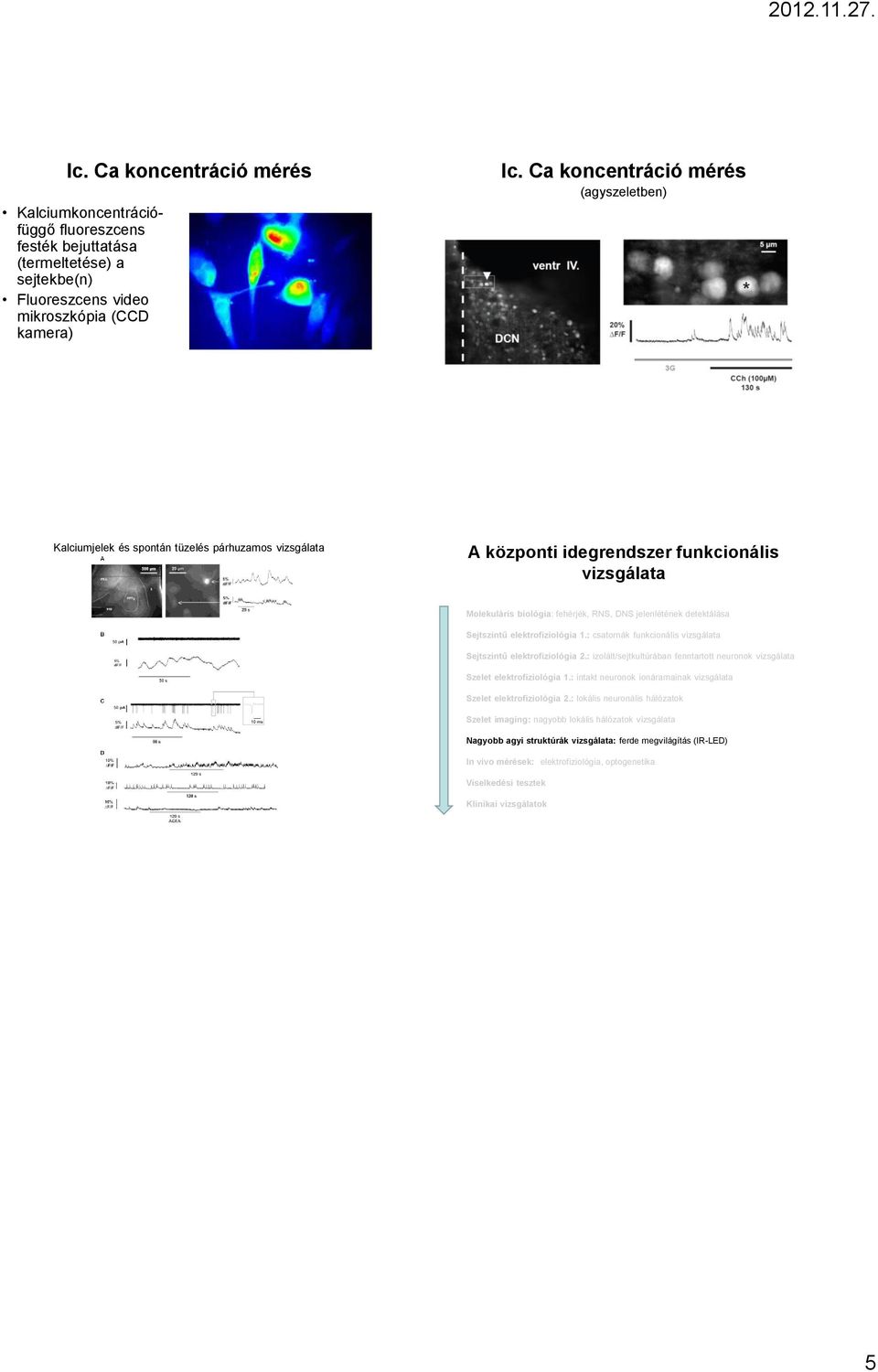 Ca koncentráció mérés (agyszeletben) Kalciumjelek és spontán tüzelés párhuzamos Sejtszintű elektrofiziológia 1.