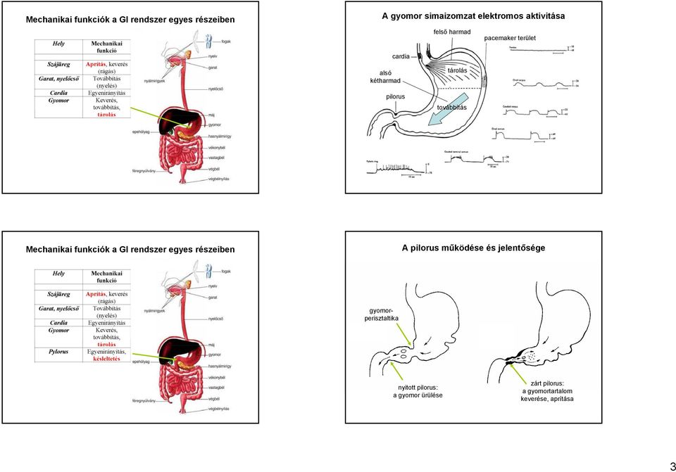 pilorus működése és jelentősége gyomorperisztaltika nyitott