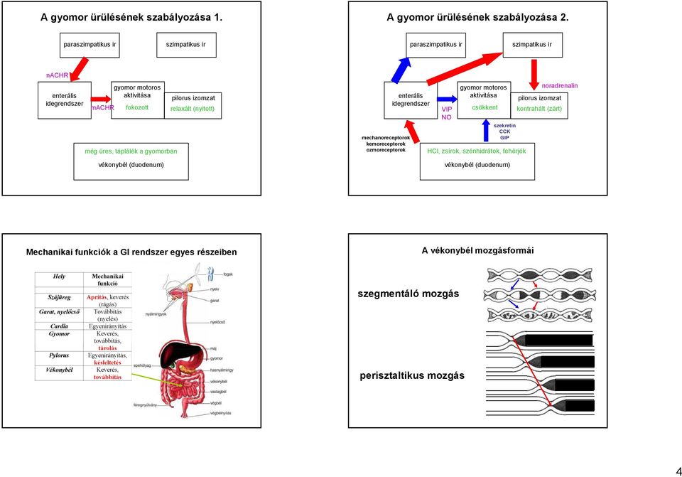 (duodenum) pilorus izomzat relaxált (nyitott) mechanoreceptorok kemoreceptorok ozmoreceptorok enterális VIP NO gyomor motoros