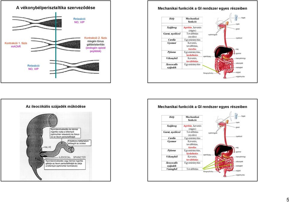 fázis gátlástalanítás (endogén opioid peptidek)