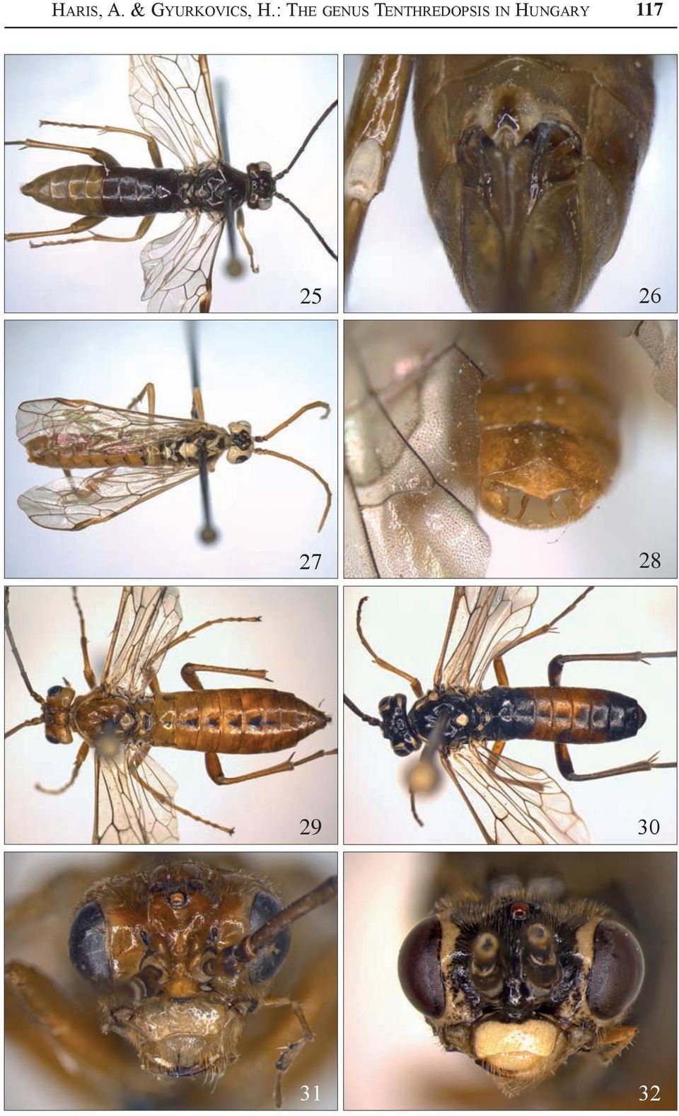 The genus Tenthredopsis Costa, 1859 in Hungary (Hymenoptera: Symphyta) -  PDF Free Download