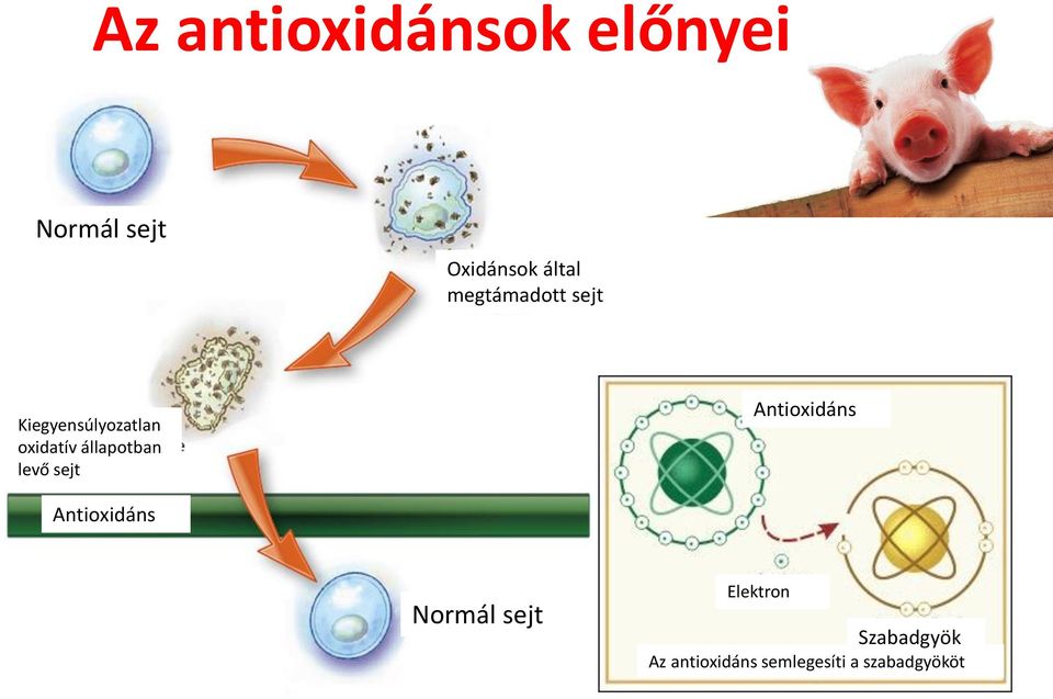 állapotban levő sejt Antioxidáns Antioxidáns Normál