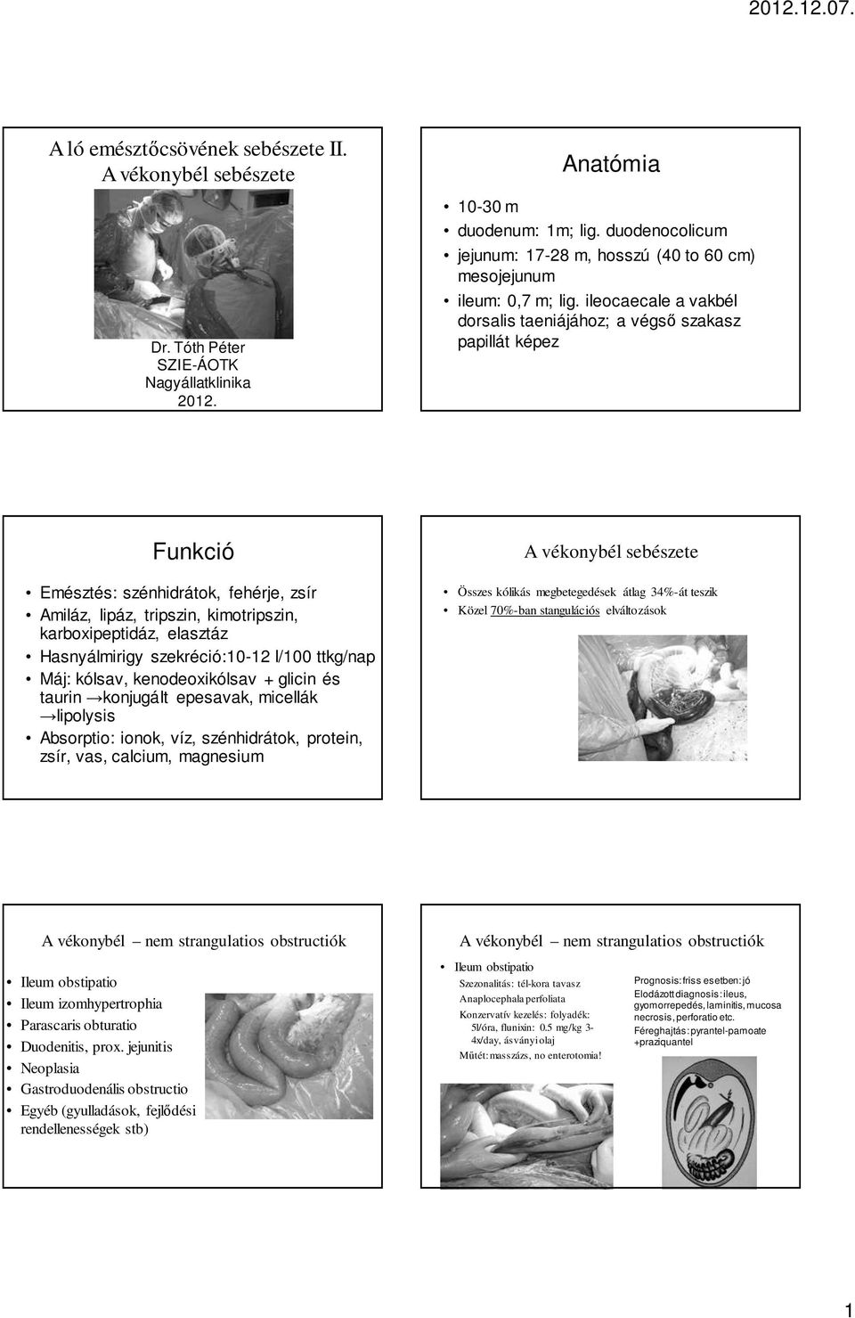 ileocaecale a vakbél dorsalis taeniájához; a végsı szakasz papillát képez Funkció Emésztés: szénhidrátok, fehérje, zsír Amiláz, lipáz, tripszin, kimotripszin, karboxipeptidáz, elasztáz Hasnyálmirigy