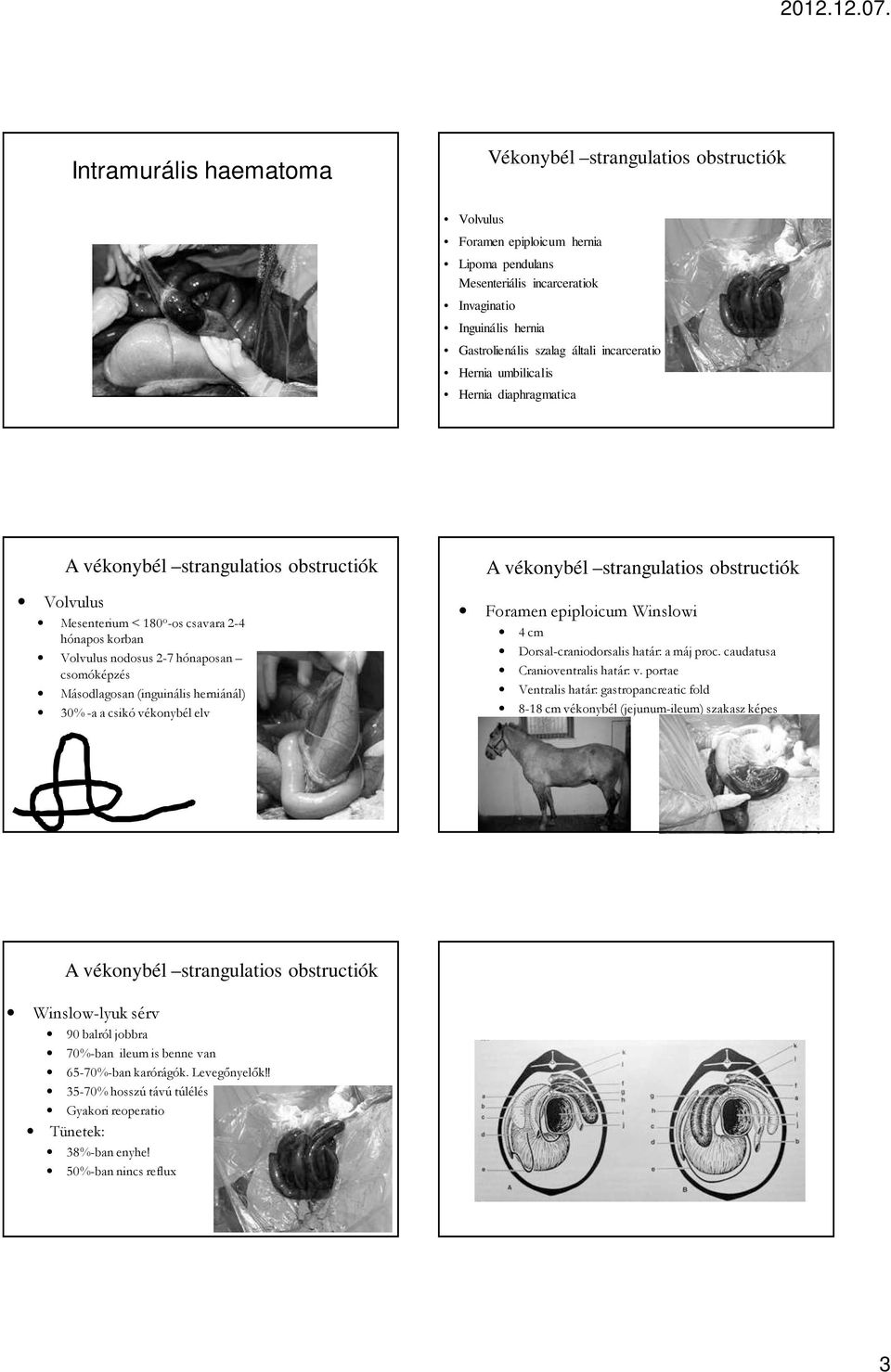 a csikó vékonybél elv Foramen epiploicum Winslowi 4 cm Dorsal-craniodorsalis határ: a máj proc. caudatusa Cranioventralis határ: v.