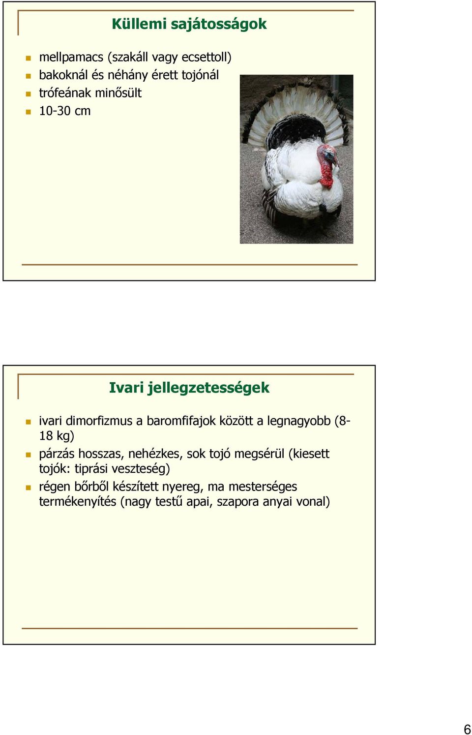 legnagyobb (8-18 kg) párzás hosszas, nehézkes, sok tojó megsérül (kiesett tojók: tiprási