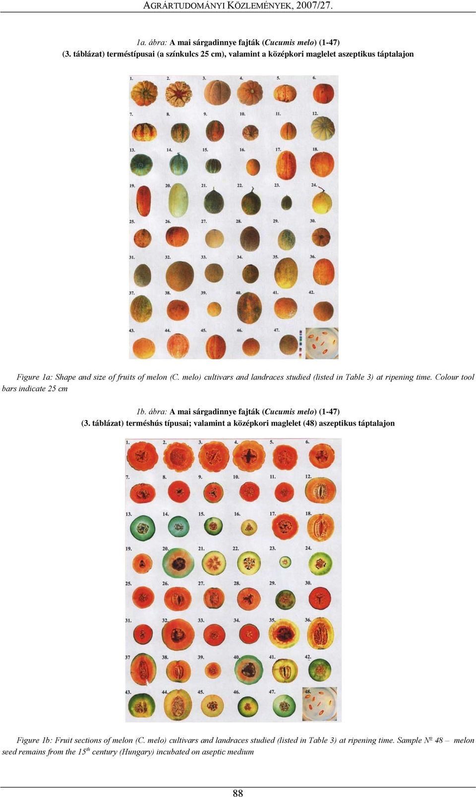 melo) cultivars and landraces studied (listed in Table 3) at ripening time. Colour tool bars indicate 25 cm 1b. ábra: A mai sárgadinnye fajták (Cucumis melo) (1-47) (3.