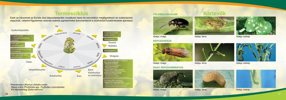 szerint) Műtrágyázás Tavaszi fejlődés Alakja: imágó Repcedarázs Alakja: lárva Alakja: kárkép Őszi rovarölőszeres kezelés (ha indokolt)* Műtrágyázás Vetés után, kelés előtti gyomirtás (pre) Virágzás