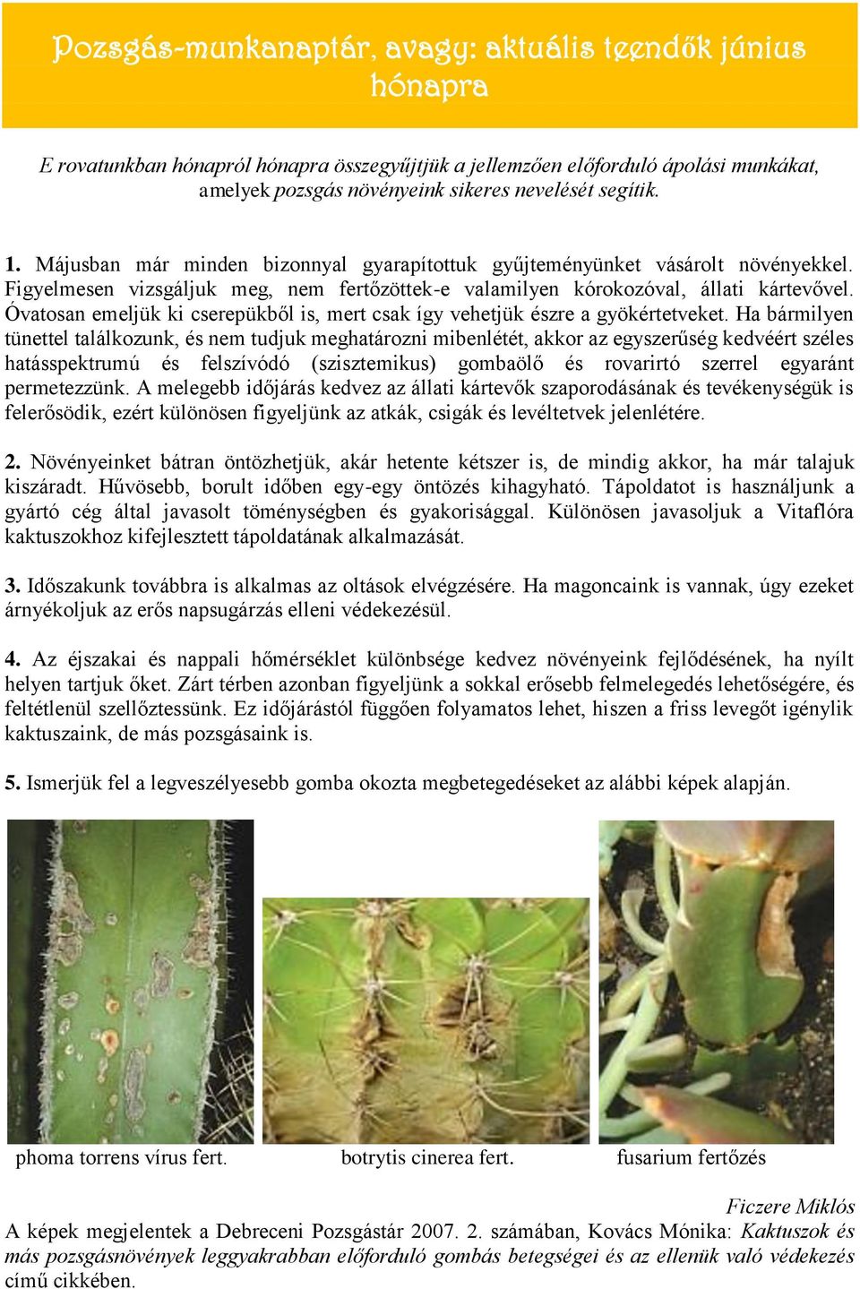 Óvatosan emeljük ki cserepükből is, mert csak így vehetjük észre a gyökértetveket.