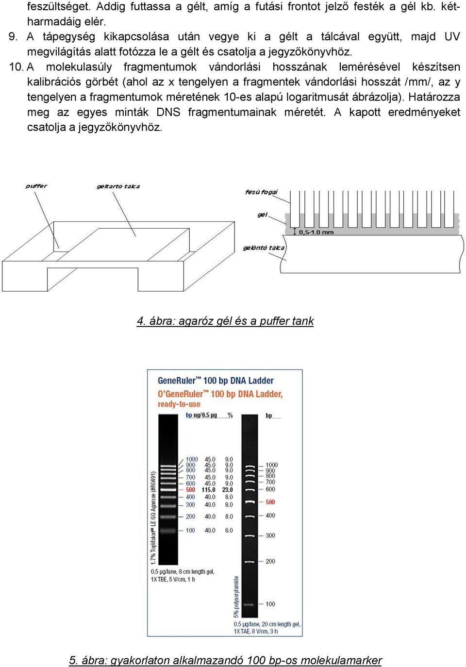 DNS molekulák elválasztása agaróz gélelektroforézissel és kapilláris  elektroforézissel - PDF Ingyenes letöltés