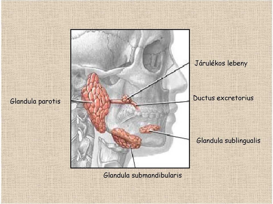 excretorius Glandula