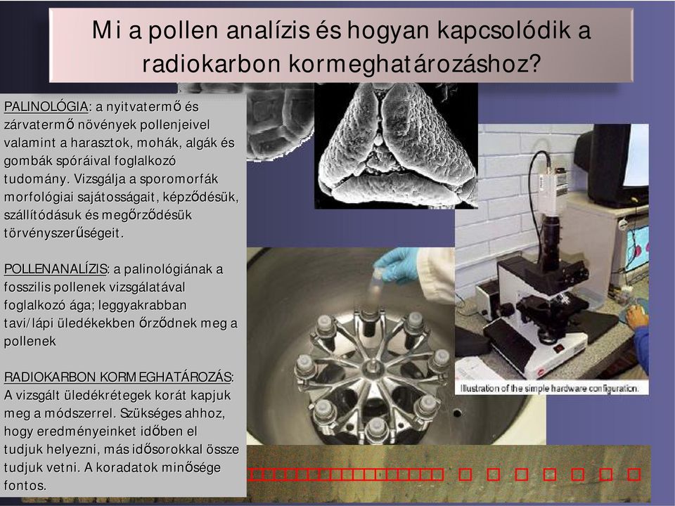 Vizsgálja a sporomorfák morfológiai sajátoss tosságait, képzk pződésük, száll llítódásuk és s megőrz rződésük törvényszerűségeit.