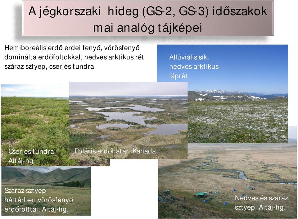 tundra Allúviális sík, nedves arktikus láprét Cserjés tundra Altáj-hg.