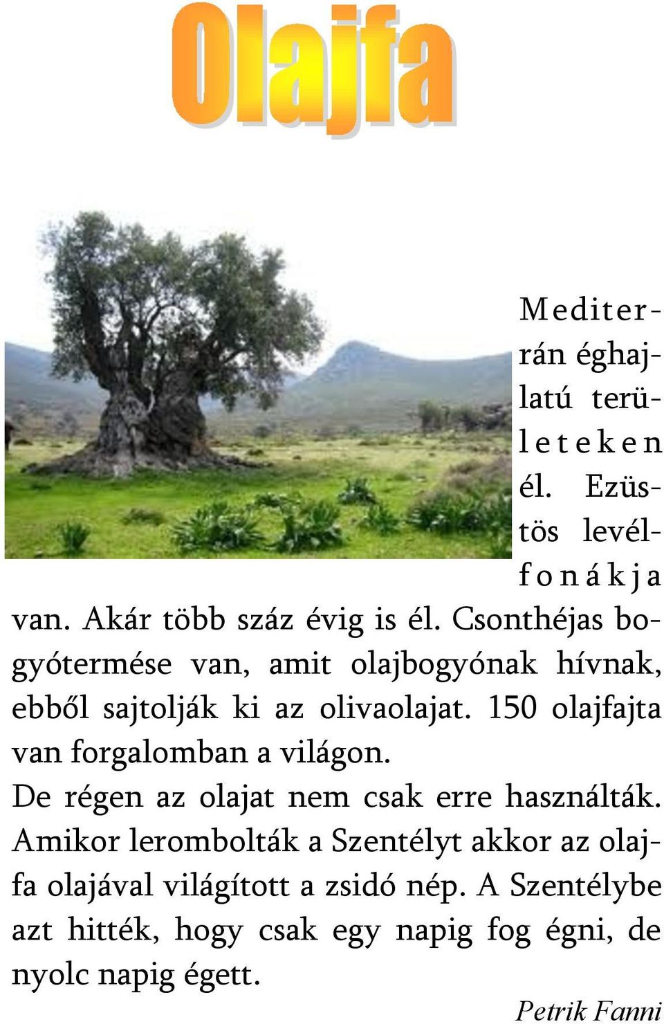 150 olajfajta van forgalomban a világon. De régen az olajat nem csak erre használták.