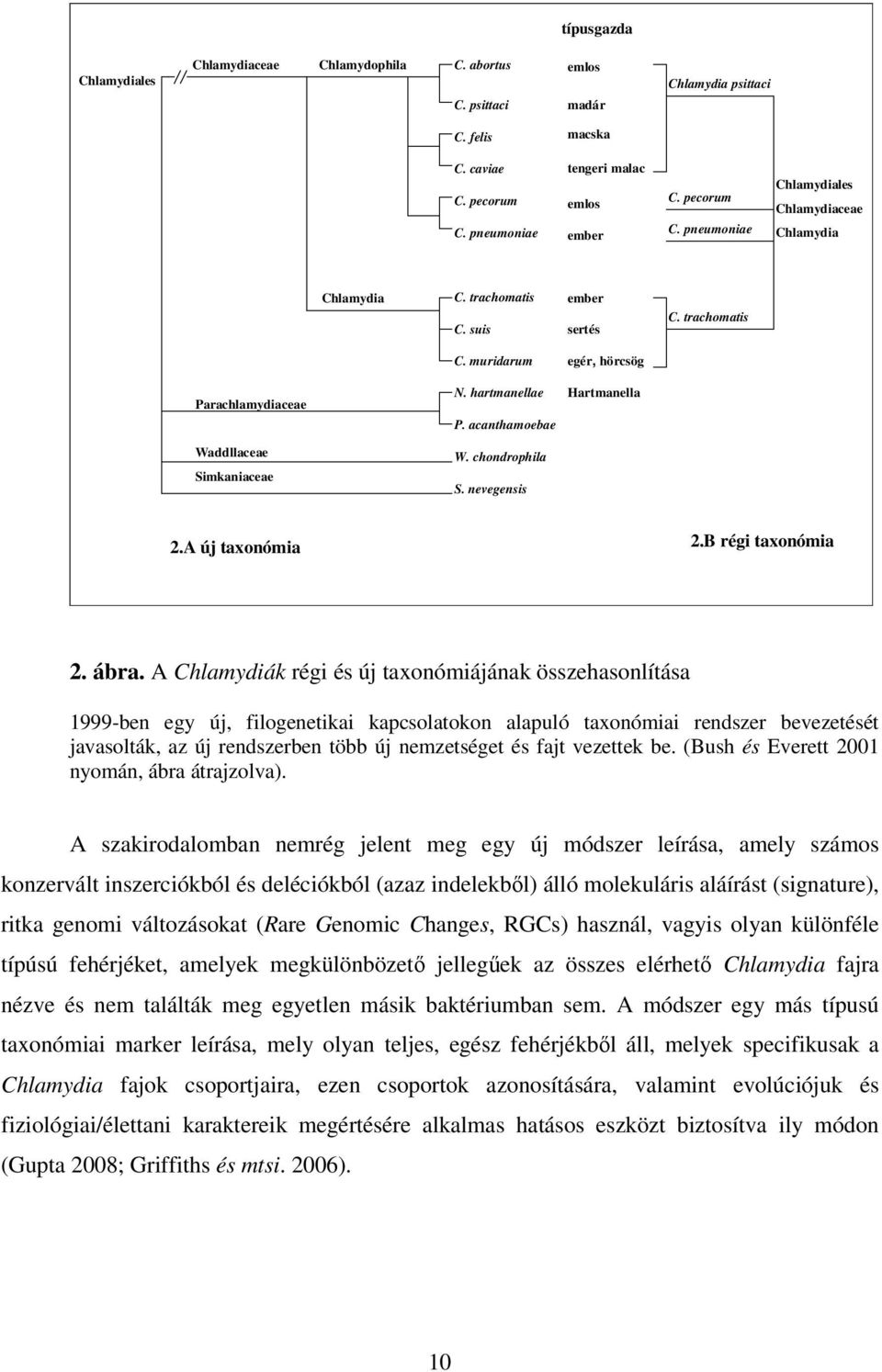 hartmanellae P. acanthamoebae W. chondrophila S. nevegensis Hartmanella 2.A új taxonómia 2.B régi taxonómia 2. ábra.