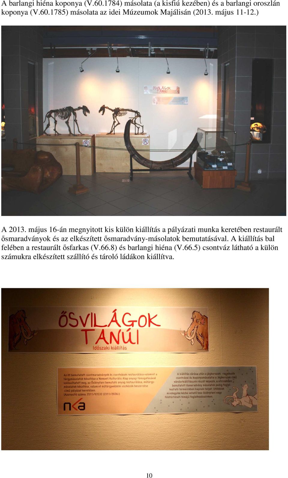 május 16-án megnyitott kis külön kiállítás a pályázati munka keretében restaurált ősmaradványok és az elkészített